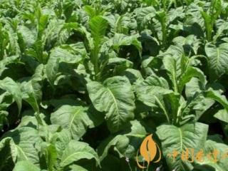 烟叶成熟后病虫害如何防治 成熟烟叶防治要点介绍