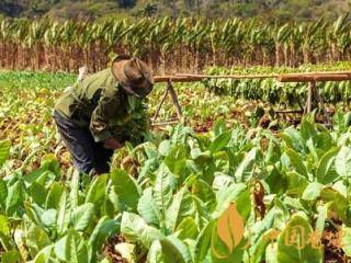 香烟的实际成本是多少 一包香烟用料成本曝光！