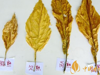 影响烟叶成熟度的因素 四大提升烟叶成熟度的途径
