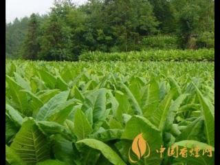福建漳平实现疫情防控到位率与烟叶种植投保率双100%！