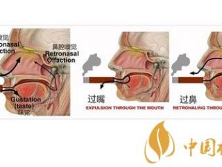 过鼻是什么 抽雪茄时要不要过鼻