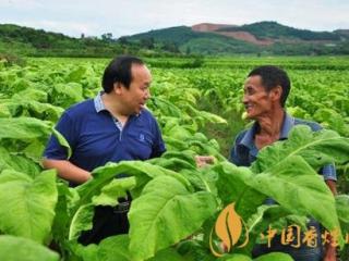 烟草种植收益怎么样 湖南烟户人均收入达8万元！