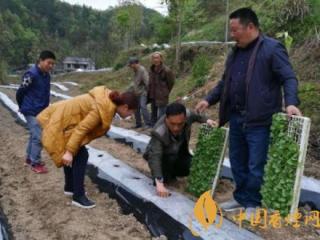 烟叶移栽需要注意什么 烟叶移栽方法和密度种植技巧介绍