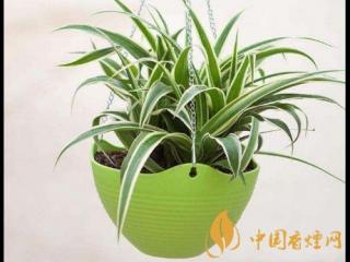 吸烟味最好的植物 室内放什么植物可以吸收烟味