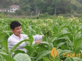 陕西延安烟草局疫情和复工复产双手抓 确保烟草供应！