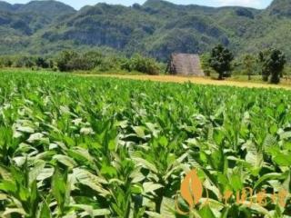雪茄的好坏取决于烟叶 雪茄烟叶种植的影响因素介绍