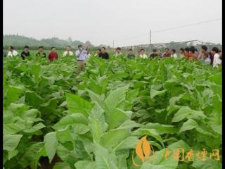 烟叶病害如何防治 2020年烟草病虫害年度发生趋势预报！