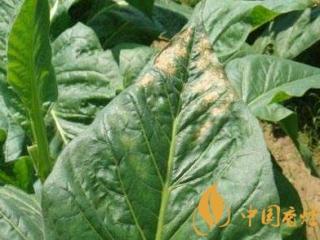 香烟有哪些常识 香烟的六个基本知识介绍！