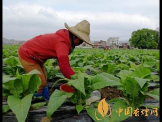 2019年烟草总结 烟草绿色防控重大专项实施取得新突破！