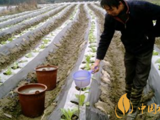 烟叶种植技术有什么技巧 最全的烟叶种植过程24节气歌