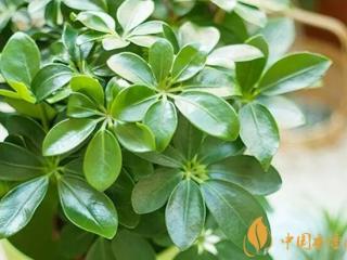 六款不起眼的小植物 有效帮你减少二手烟的危害