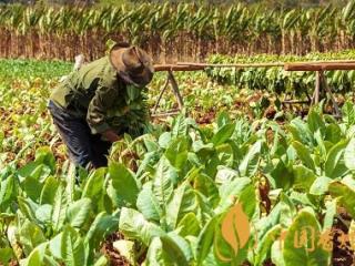 烟草什么时候传入中国 烟草在中国的传播方式