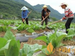 烟草应该施什么类型的氮肥 烟草施肥的的技术要点介绍