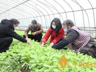四川宜宾4.96万亩烤烟移栽拉开序幕 稳定优质烟区产能！