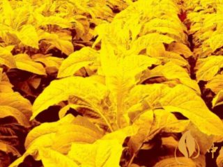 卷烟独特因子的形成 独特的功能因子赋予产品价值