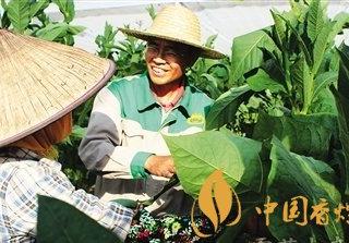 雪茄香味如何调制   探索雪茄香味来源