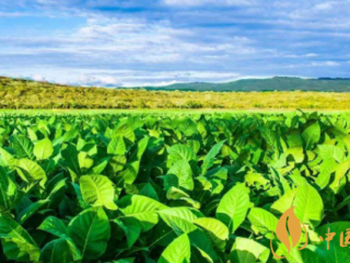 咀嚼烟草有什么好处 烟草对伤口有什么好处