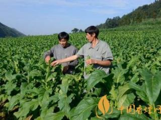 烟叶种植怎样布局才合理 烟叶种植技术和管理介绍