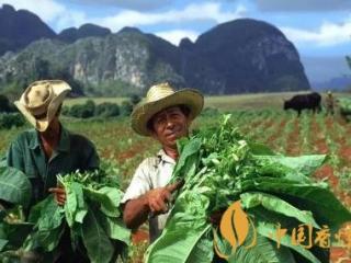 红大卫系列经典香烟推荐 红大卫杜夫香烟价格介绍！