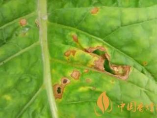 烟叶病虫害如何进行防治 烟叶病虫害防治要点介绍