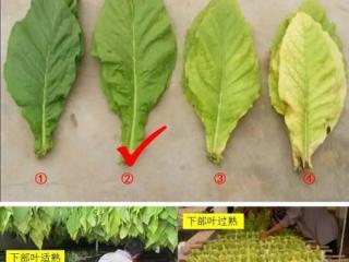 烟叶采收和保存的注意事项 烟叶成熟采收技术要点分析！