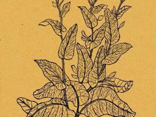 纸烟进入中国的发展史 老烟枪都不一定知道