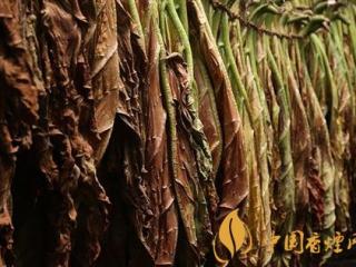 雪茄和卷烟有什么不同 雪茄与卷烟的五个区别介绍