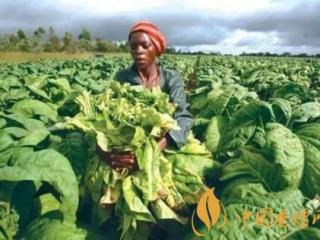 雪茄烟叶品质和产地有什么关系 全球优质雪茄烟叶产地介绍