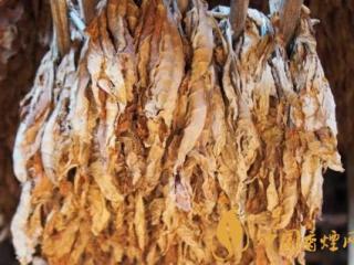 雪茄烟叶和香烟烟叶的不同 雪茄烟叶都是晾干的！