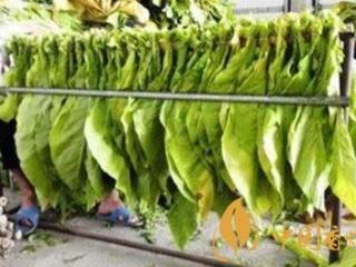 湖南江永推广应用烟夹帮助烟农增效300%！