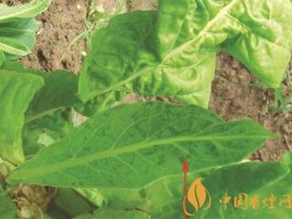 浅谈烟草普通花叶病毒病的预防及治理