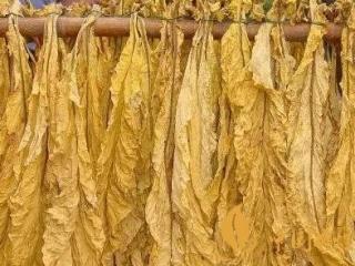 云南烟草行业怎么样 云南行业信息详细介绍