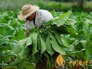雪茄烟叶是如何采摘 雪茄烟叶采摘是从底部开始分批进行