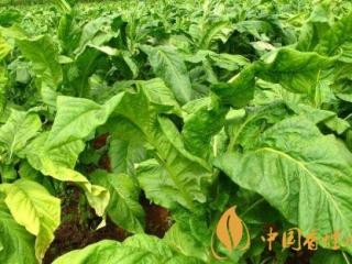 夏季烟草烘烤需要注意什么 江西峡江开始烤烟三步走措施！