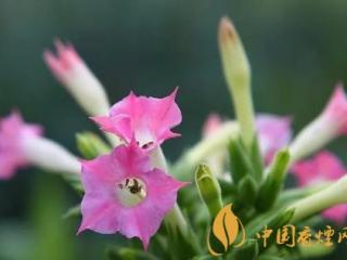烟草花是什么 烟草花的属性和花期介绍