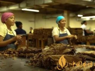 古巴雪茄近年来快速增长 不仅口感好产量还高