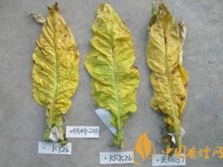 K326烟叶如何种植 K326烟叶种植采烤的技术知识介绍