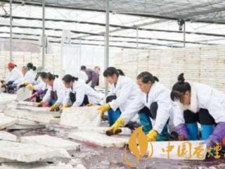 烟草漂浮育苗用具及场地消毒方法