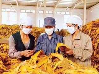 香烟或二手烟会传播冠状病毒吗 香烟传染的真实情况介绍