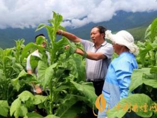 烟叶种植打顶留叶需要注意什么 烟草种植的技巧介绍！