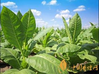 2020年烟草绿色防控 全力支持烟区生态安全建设！