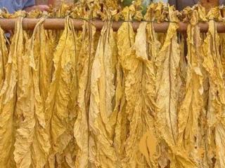 展现深化行业改革新作为 谱写法治烟草建设新篇章