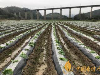 烟苗冷害症状识别与预防 烟农必看