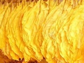 中国烟草总公司有多牛 中国烟草持续保持6个世界第一