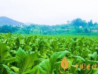 烟草种植如何防虫治虫 这些绿色防控要做好！