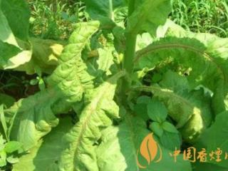 烟草花叶病是什么 烟草花叶病处理和防治措施！