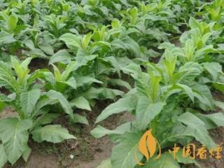 雪茄和香烟有什么不同 雪茄和香烟的危害哪个更大