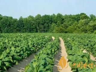 烟叶种植技术有哪些 烟叶种植的四点管理技巧介绍