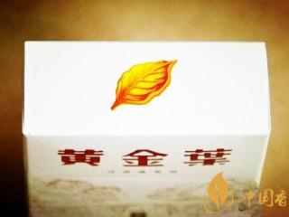 黄金叶(云台山)怎么样 黄金叶云台山长什么样