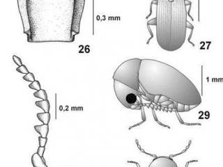 雪茄长虫了还能抽吗？ 雪茄长虫解决办法